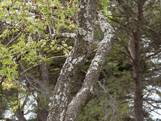 Fototapeta premium Prunus dulcis - Tronc et écorce d'amandier commun