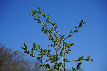 baum im Himmel