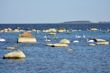 A flock of Wild Swans at sea among the rocks