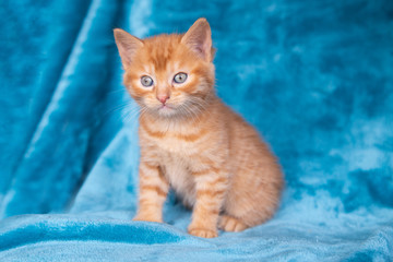 Chaton roux