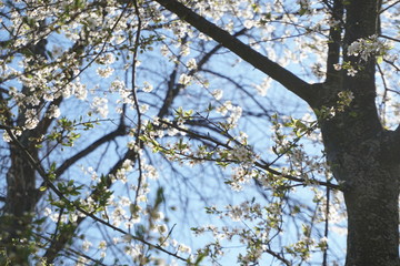 tree in spring