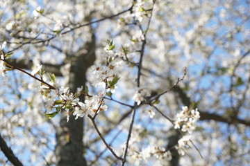 blooming cherry tree in spring