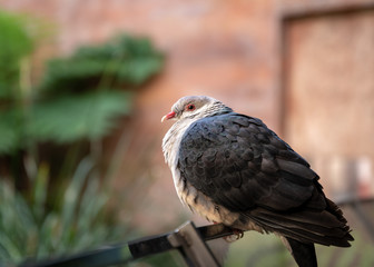 Close up photo of an Australian pigeon