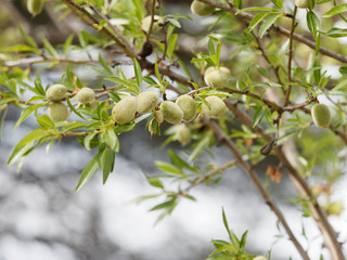 Obraz premium Prunus dulcis - Amandier de Provence