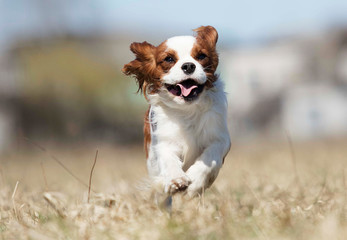 Fototapeta premium active dog breed spaniel runs