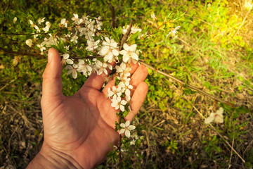 Fototapeta na wymiar Kwitnące drzewa na wiosnę 