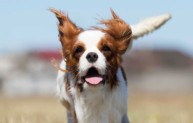Obraz na płótnie Canvas active dog breed spaniel runs