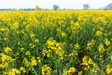 A view across a field full or rapeseed in bloom,