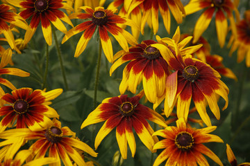 Rudbeckia decorative garden plant
