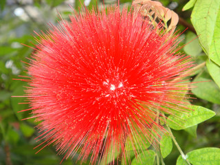 red flower