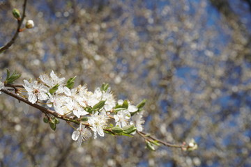 white flowers on a blue background