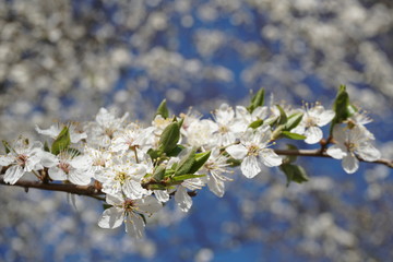 white flowers of cherry tree in spring