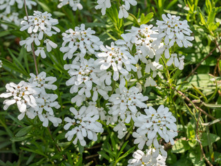 Evergreen Candytuft (Iberis sempervirens), blossoms of springtime
