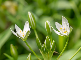 Fototapeta premium Common Star of Bethlehem (Ornithogalum umbellatum) blooming in the spring