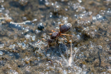 Brown ant runs along the sand, close up