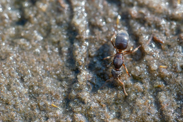 Brown ant runs along the sand, close up