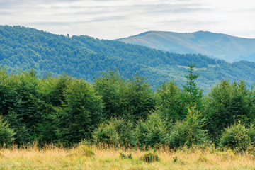 primeval beech forests of carpathian mountains. beautiful late summer landscape in afternoon. svydovets ridge in the distance. weathered grass on hills and meadows
