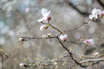 dissolving magnolia flowers in the trees in the garden