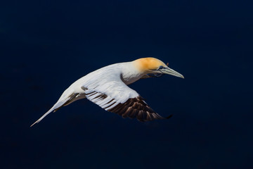 Flying northern gannet near the Cliffs of the Island Helgoland in Germany
