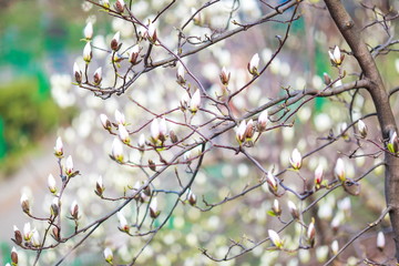 dissolving magnolia flowers in the trees in the garden