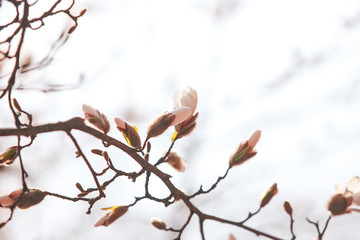 dissolving magnolia flowers in the trees in the garden