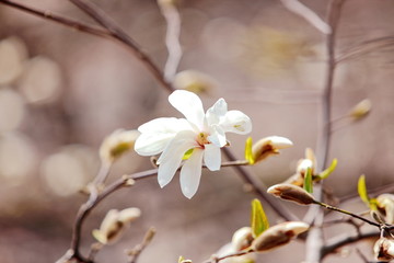 dissolving magnolia flowers in the trees in the garden