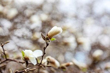 dissolving magnolia flowers in the trees in the garden