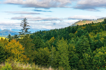 cloudy september countryside in mountains. beautiful nature background. mixed forest in dappled light. distant ridge in haze