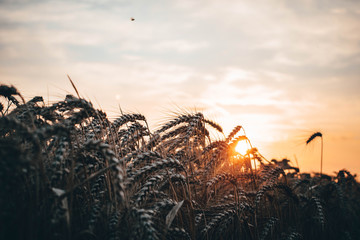 Peeking look at the sunset wheat field with an ecosystem consisting of bugs and insects. It has a fresh look to it and just as the harvested crops due to the value they worth as cereal and bread. © Marci