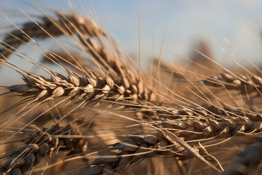 Wheat swaying in the wind, while the sun gives the picture a dry and ripe look. The crops are expected to be used as ingredient for cerelas or even bread.
