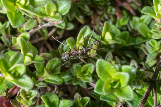 Garden ant carries a green cicada through a field of thyme