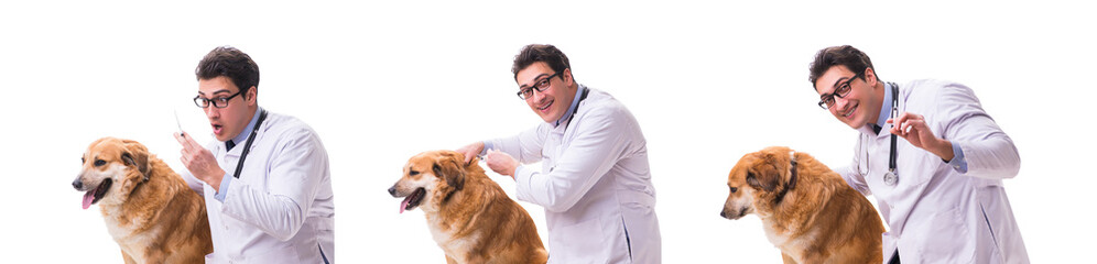 Fototapeta na wymiar Vet doctor examining golden retriever dog isolated on white