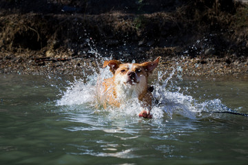 Texas Heeler Jumps into Water