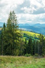 Obraz premium cloudy september countryside in mountains. beautiful nature background. spruce forest on an overcast day. distant ridge in haze