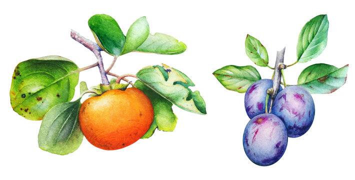 Watercolor plum and persimmon tree branches with leaves and fruits