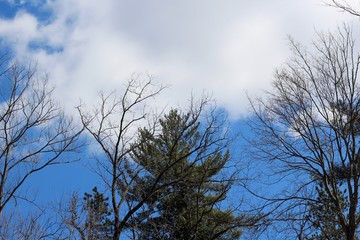 The white clouds in the sky over the trees in the forest.