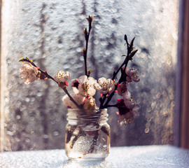 Spring flower © topalova.kat