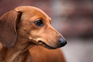 walking dachshund dog garden 