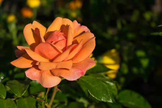 Rosenbl&uuml;ten