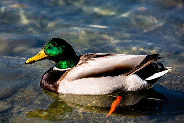 Fototapeta premium Bunte, männliche Ente schwimmt im See