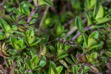 garden ant climbs through a field of thyme
