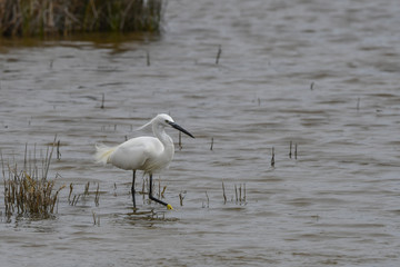 Little Egret