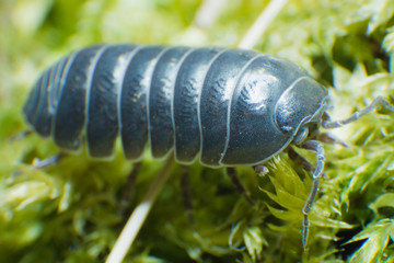 Pill Bug Armadillidium vulgare crawl on moss green background side view