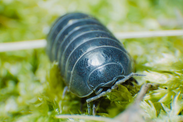 Pill Bug Armadillidium vulgare crawl on moss green background front view