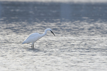 Little Egret