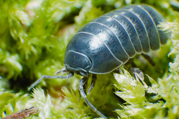 Pill Bug Armadillidium vulgare crawl on moss green background side view
