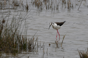 Black winged stilt