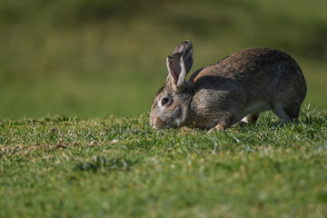 Osterhase