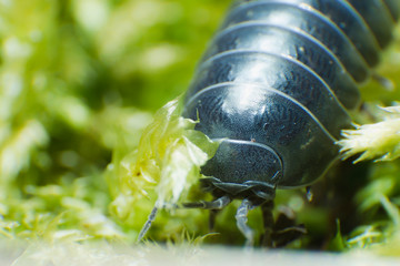 Pill Bug Armadillidium vulgare crawl on moss green background close up