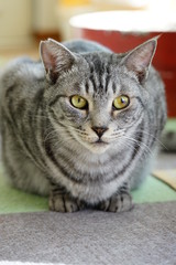 Obraz premium サバトラ猫